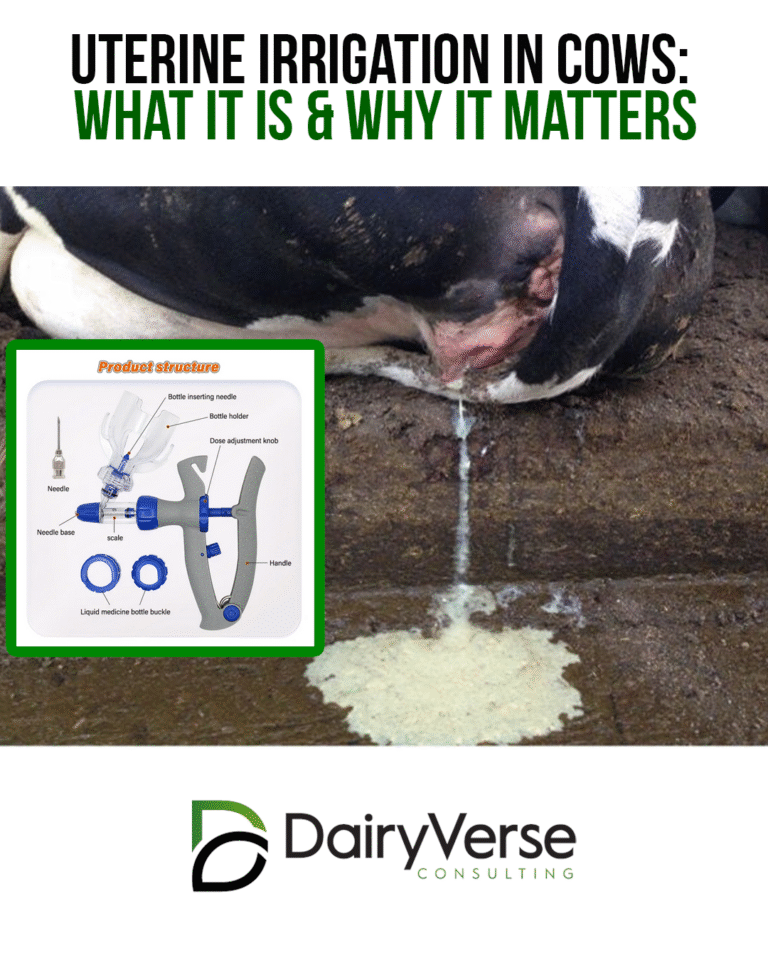 Uterine Irrigation in Cows: What It Is & Why It Matters