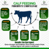 A comprehensive infographic from DairyVerse showing a calf feeding guide from birth to 12 months, including milk portions and when to introduce the Ndamaplus Calf Growth Accelerator.