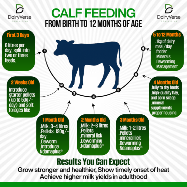 A comprehensive infographic from DairyVerse showing a calf feeding guide from birth to 12 months, including milk portions and when to introduce the Ndamaplus Calf Growth Accelerator.