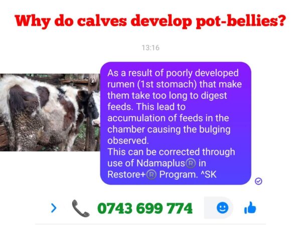 Educational graphic explaining that a poorly developed rumen causes feed accumulation and bulging pot-bellies in calves, which can be corrected using Ndamaplus.