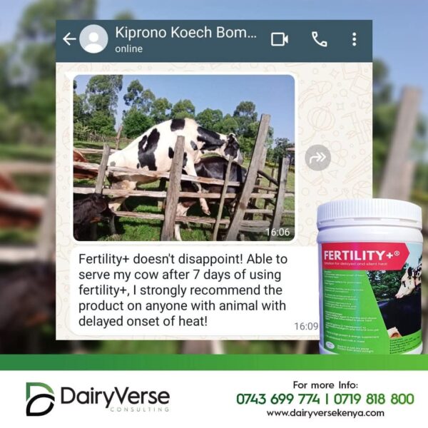 Dairy cow mounting another cow showing signs of standing heat after using Fertility+