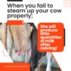 Shrunk cow udder with poor milk producing tissue due to improper steaming up