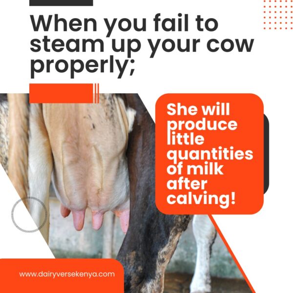 Shrunk cow udder with poor milk producing tissue due to improper steaming up