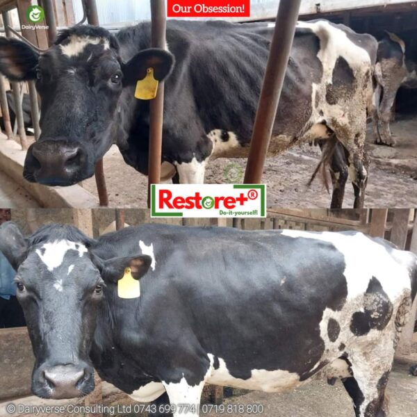 A before-and-after vertical split of a Holstein Friesian cow showing recovery results from Booster+ high energy dairy supplement. The top image shows the cow with visible ribs and a sunken frame; the bottom image shows the same cow 36 days later with a full, healthy body and smooth coat.