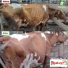 Comparison photos of a brown and white cow titled "Before" and "After" using Booster+ high energy dairy supplement. The "After" photo shows the cow with significantly more muscle mass and a glossy coat compared to the thin, dull "Before" state.