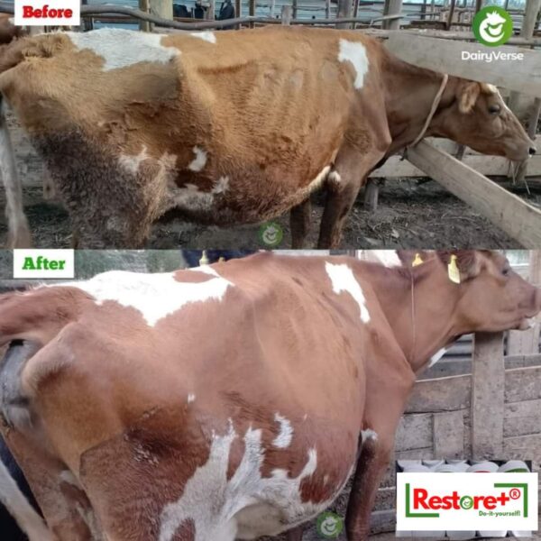 Comparison photos of a brown and white cow titled "Before" and "After" using Booster+ high energy dairy supplement. The "After" photo shows the cow with significantly more muscle mass and a glossy coat compared to the thin, dull "Before" state.