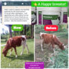 A side-by-side comparison of a red and white calf labeled "Before" (stunted/weak) and "Now" (strong/healthy) following the use of Ndamaplus®.