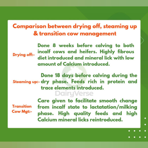 Comparison chart of Drying Off, Steaming Up, and Transition Management for dairy cows